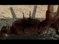 2007 Super Bowl Commercials - Budweiser, King Crab 2007 Super Bowl Commercials - Budweiser, King Crab