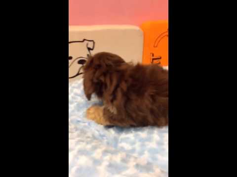 Cute Daltese puppy for sale in Queens NY