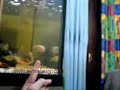 www.piranhalar.com www.piranhalar.com