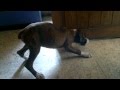 Berry the Boxer