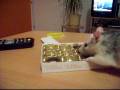 Ratten beim Leckerbissen