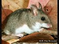 hunting facts  and  myths