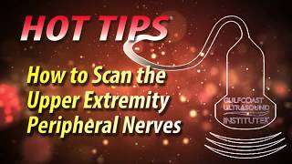 Scanning the Forearm Peripheral Nerves