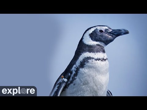 Live-Cam: Magellan-Pinguine - Aquarium of the Pacif ...