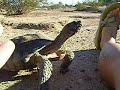 Playing Chase With Reptilicus Playing Chase With Reptilicus