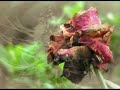 Air (Abstract Film)