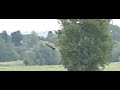 buizerd ver weg