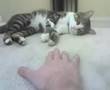 Nic's new cat
