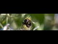 Hommel op Braam