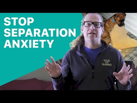 how to cure separation anxiety in a dog