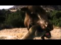 Prédateurs de la préhistoire - Le cochon tueur (2 sur 5) Default