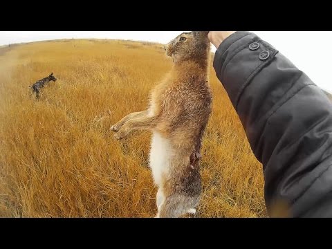 Как ловить зайцев в поле Как ловить зайцев в поле