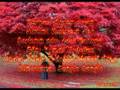 Soner Ar�ca Ad�n Bahard�
