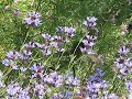 Costa Hummingbird working the flowers of Salvia clevelandii Costa Hummingbird working the flowers of Salvia clevelandii