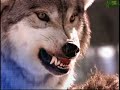 Animal Face-Off: Wolf vs. Cougar Animal Face-Off: Wolf vs. Cougar
