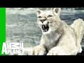 Animal Face-Off: Wolf vs. Cougar