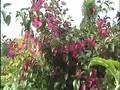 videos de Tropisch Vordenstein  38 -  Bougainvillea, impomoea