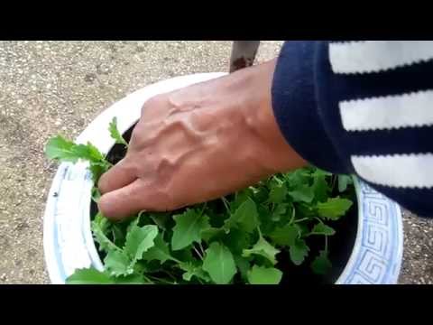 how to transplant kale