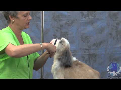 how to trim dogs face