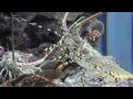 Okinawa Churaumi Aquarium + behind the scenes