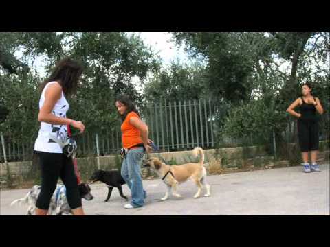 Guarda video lezioni di gruppo effettuate con i cani ospiti del rifugio della Lega Nazionale per la Difesa del Cane.
