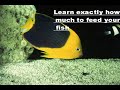 Tropical Fish Secrets Tropical Fish Secrets