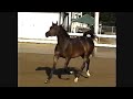 Black Arabian WOW Pshachet
