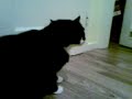 Schimpfende Katzen