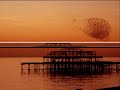 An amazing display of starlings seen around dusk at the West Pier of Brighton, England