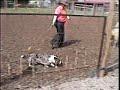 Zoey the Cardigan Corgi earns an AHBA HCT herding title leg Zoey the Cardigan Corgi earns an AHBA HCT herding title leg
