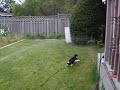 The water chaser