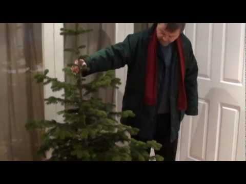 how to keep your christmas tree alive