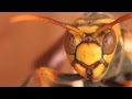 お尻の下の蜂の巣
