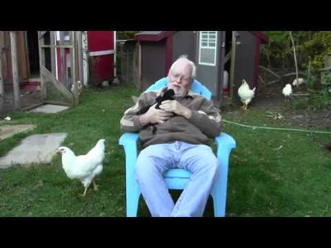 how to harvest chillies