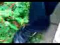 videos de Mijn Youtube: Tering Banaan!.3gp