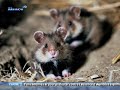 Le Grand Hamster d'Alsace, animal en voie de disparition