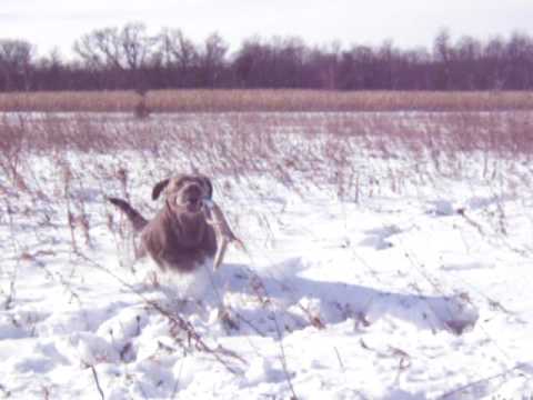 Shed Hunting Silver Labrador