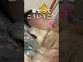 【幸せってこういうこと💕ゴールデンレトリバー】 #大型犬のいる生活 #ゴールデンレトリバー #犬 #癒し #retreiver #goldenretriever #大型犬