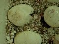 Red Tegus Hatching!!