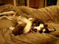 KITTEN VS HUSKY PART II
