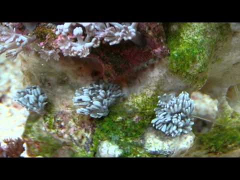 how to attach xenia to rock