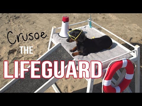 Ep 2: Crusoe the Dachshund Lifeguard - Funny Dog at the Beach!