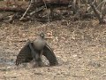 NATURE: Hawk catches a Dove