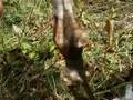 Saddle graft apple tree-5 months after