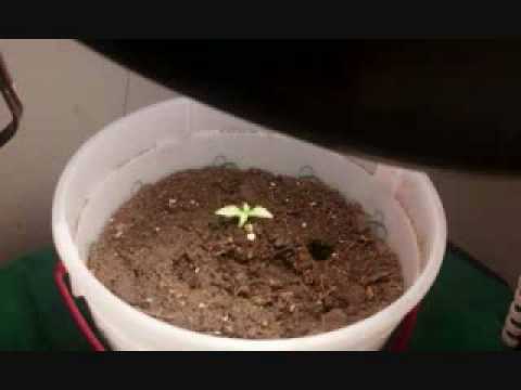 how to grow kush