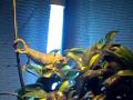 videos de chameleon eating a locust