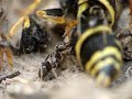 Lasius sp feeding on a wasp