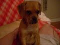 Gorgeous Puggle Puppy about to Pass OUT!! Too damn cute..