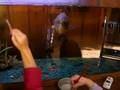 Water Painting The Fish Tank