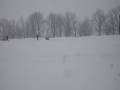 Borzoi video